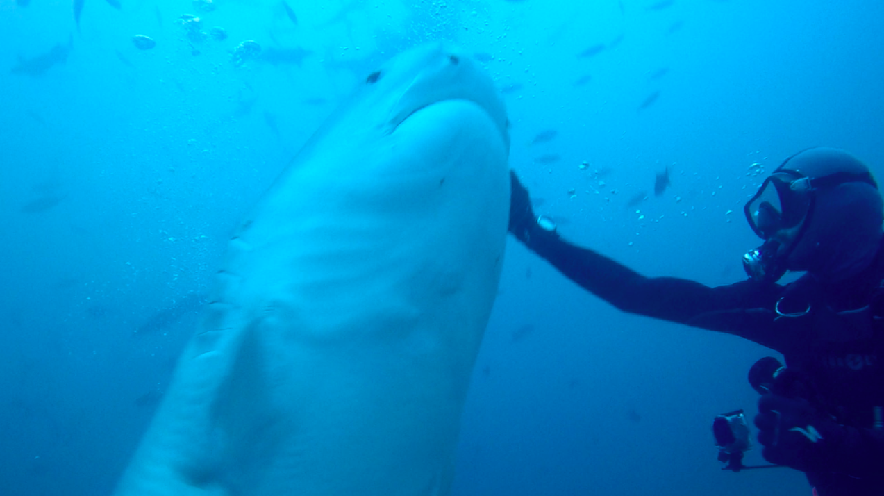 Fiji Shark Dive: Trip Report