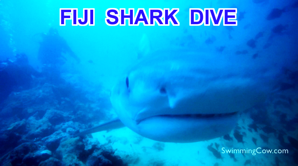 Fiji: Diving with Tiger Sharks & Bull Sharks